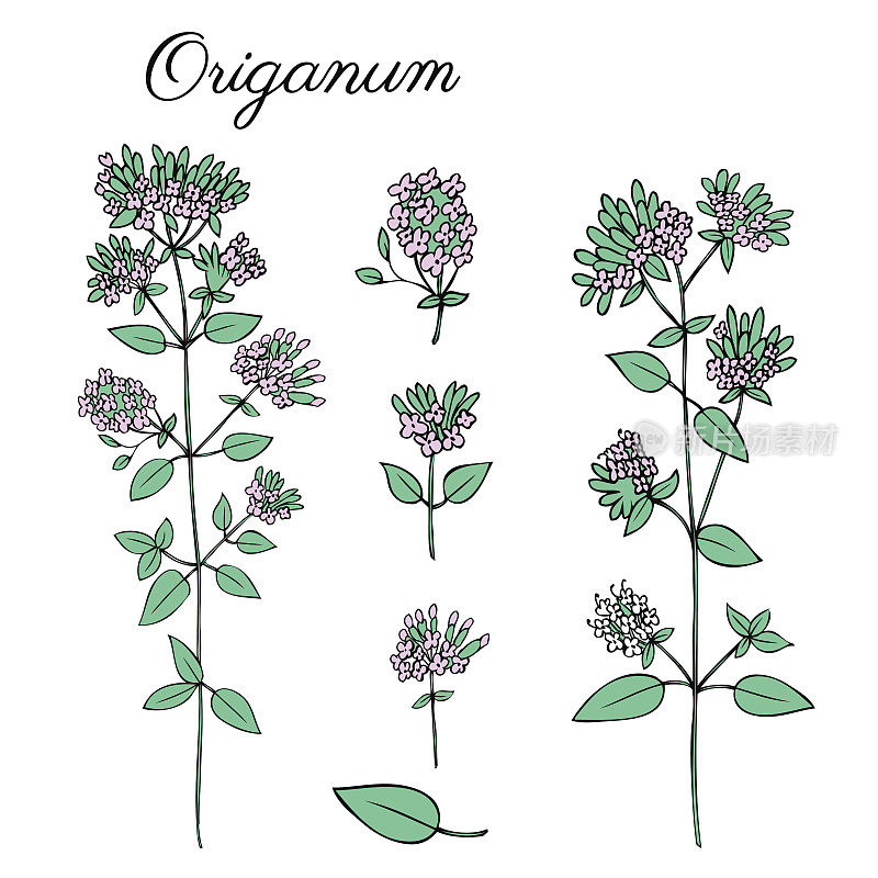 Blossoming Oregano flowers vector colorful doodle sketch hand drawn healing herb Marjoram isolated on white, botanical illustration spice, design for card, natural cosmetic, kitchen menu, herbal tea